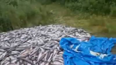 Тонны лосося вновь выкидывают на Камчатке