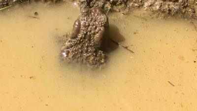 Смертоносный маскировщик. Опасную жабу заметили в Челябинской области