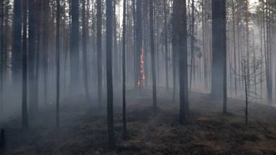 Площадь лесных пожаров в Карелии возросла до 15 000 га