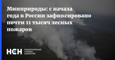Минприроды: с начала года в России зафиксировано почти 11 тысяч лесных пожаров
