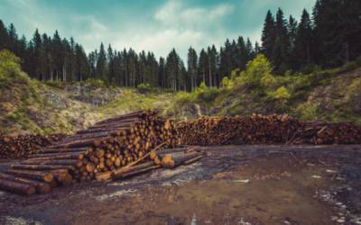 Эксперт Сингатулин рассказал, кто на самом деле вырубает сибирский лес