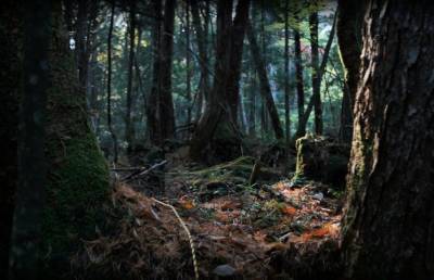 «Жуткая природная аномалия» в лесу напугала людей