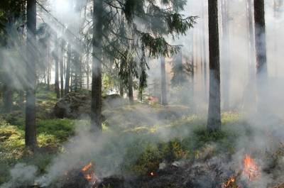 МЧС оценил ущерб от лесных пожаров в Якутии