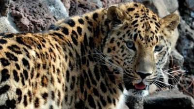 В Приморье зафиксировали более 100 дальневосточных леопардов