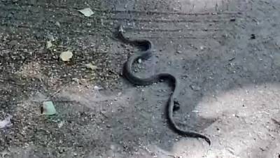 В Кимрах Тверской области на улице заметили змею