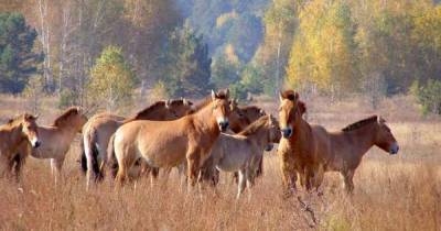 Нацбанк выпустит памятные монеты с изображением диких лошадей Пржевальского