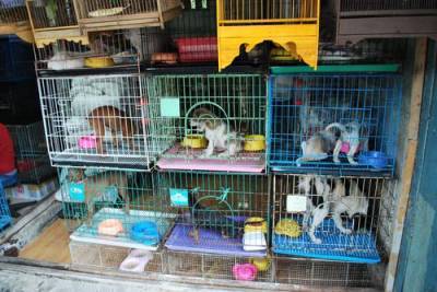 В Госдуму внесен законопроект о запрете торговли животными в неподобающих условиях
