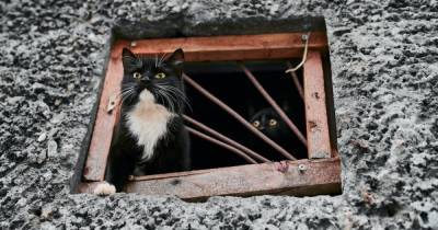 Котов замуровывать нельзя. Как будет работать закон о защите животных от жестокого обращения