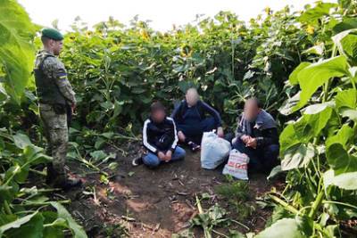 На Украине в поле с подсолнухами нашли криминальных авторитетов
