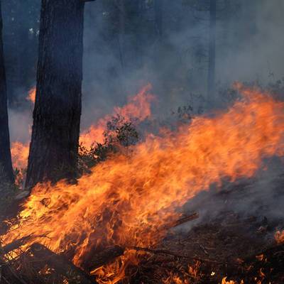В пригородах Афин тушат лесные пожары с применением авиации