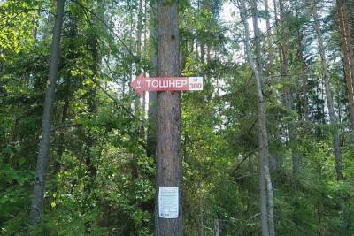 31 июля волонтеры вновь установят указатели в лесах Марий Эл