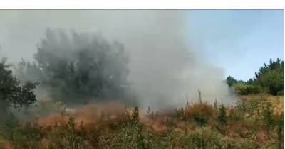 На острове Хортица начался лесной пожар: тушение осложняется сильным ветром (ФОТО, ВИДЕО)
