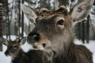 В Свердловской области охотникам разрешили убивать больше диких животных