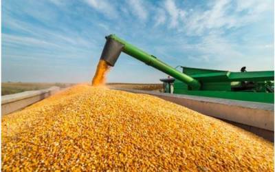 В Украине в 2021 году намечается повышение урожайности зерновых