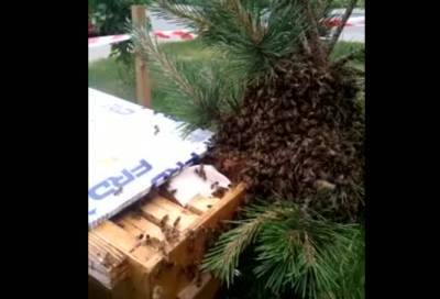 Найденному в Шушарах пчелиному рою нашли новую работу