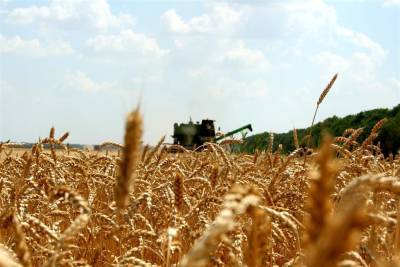 Аграрии региона собрали полмиллиона тонн зерна