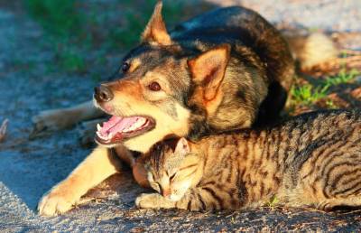 Что делать, чтобы спасти кошек и собак от теплового удара, и какая первая помощь при перегреве?