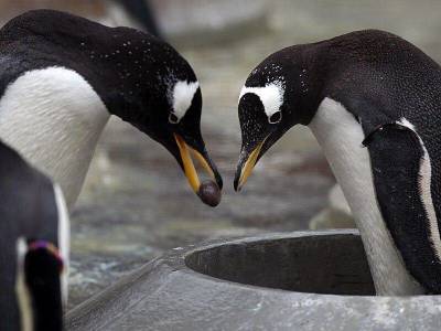 Удивительные подробности романтических отношений пингвинов