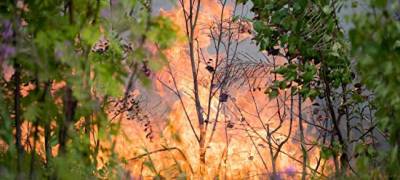 Лесной пожар произошел на Валааме
