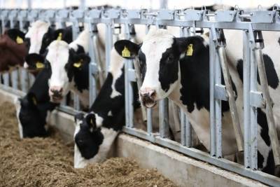 Семь новых молочных ферм построено в Нижегородской области в 2021 году