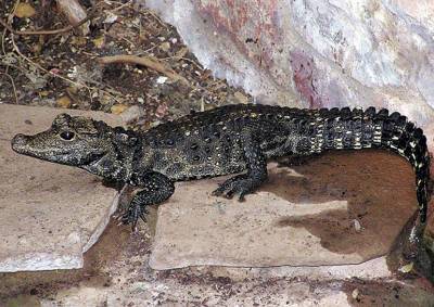 Владельцу сбежавшего крокодила грозит штраф до 1 млн крон