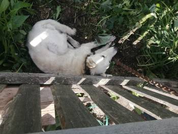 Вологжане – живодеры повесили живого щенка на забор за строгий ошейник