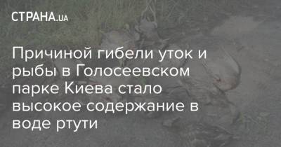 Причиной гибели уток и рыбы в Голосеевском парке Киева стало высокое содержание в воде ртути