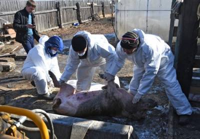 Карантин из-за африканской чумы свиней введут в поселке в Приморье
