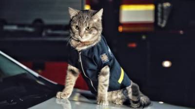 Кот-спасатель получил звание майора