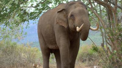Слонов Росгосцирка будут направлять на отдых в сочинский санаторий