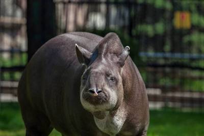 Смешные животные: Московский зоопарк показал кормление тапира