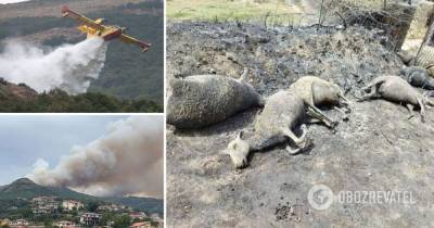 Лесные пожары в Италии – людей эвакуируют, фото и видео