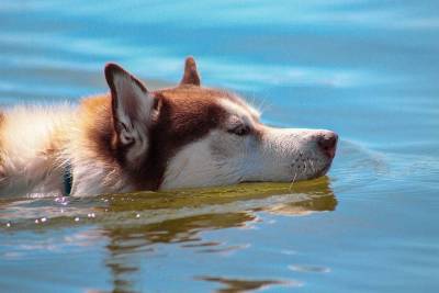 Все ли собаки получают удовольствие от купания?