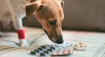 Диклофенак. Допустимо ли применение препарата животным?