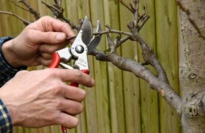 7 техник обрезания веток, чтобы дерево исцелялось без проблем