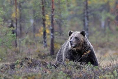 Медведь-людоед вновь убил туриста в горах Красноярского края