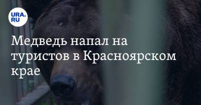 Медведь напал на туристов в Красноярском крае