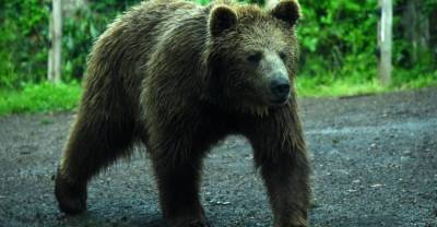 В Сибири медведь убил туриста из Москвы