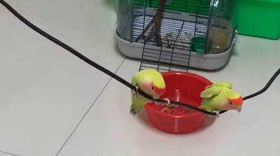 Два попугая не побоялись испытать самодельные качели и рассмешили сеть (Видео)