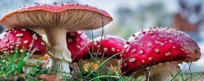 Миколог назвала ядовитые грибы Новосибирской области