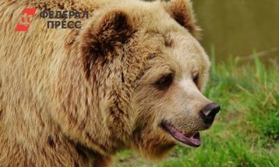 В природном парке под Красноярском на туристов снова напал медведь
