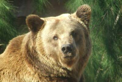 Mash: Стали известны подробности о нападении медведя на московского туриста в Ергаках
