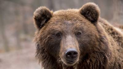Медведь задрал туриста в природном парке Красноярского края