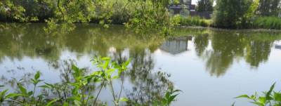 Жители Красногорска смогут выбрать пруды для очистки