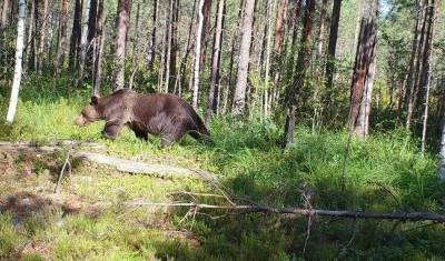 Московский турист погиб при нападении медведя в красноярском парке «Ергаки»