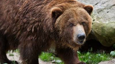 Турист из Москвы погиб от лап медведя в природном парке в Красноярском крае
