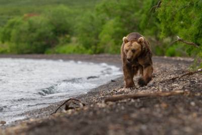 В Красноярском крае второй раз за лето медведь убил человека