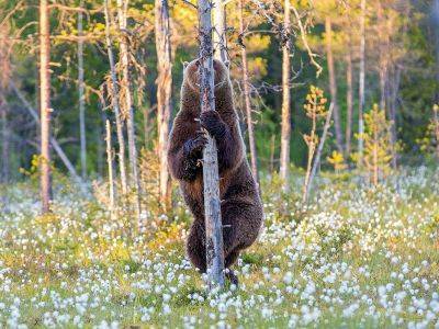 Уже второй турист погиб от нападения медведя в красноярском национальном парке