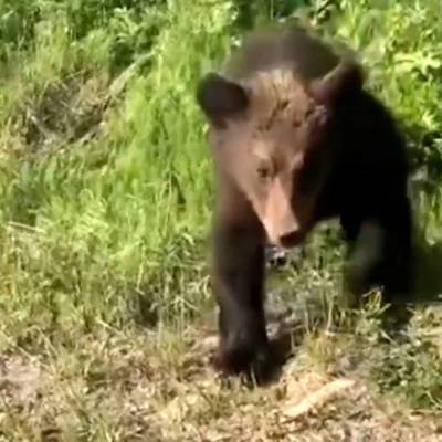 Медведь напал на группу туристов в природном парке "Ергаки"
