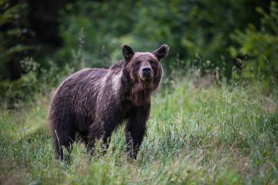 Медведь напал на туристов в природном парке в Красноярском крае